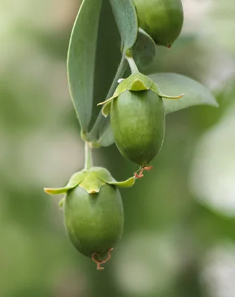Organic Jojoba Oil