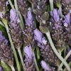 Calming Lavender Bundle